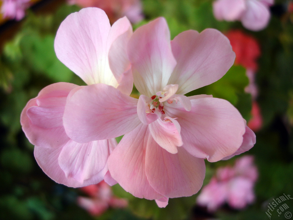Pink Colored Pelargonia -Geranium- flower.

