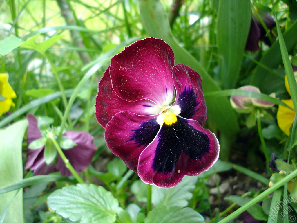 Burgundy color Viola Tricolor -Heartsease, Pansy, Multicoloured Violet, Johnny Jump Up- flower.

