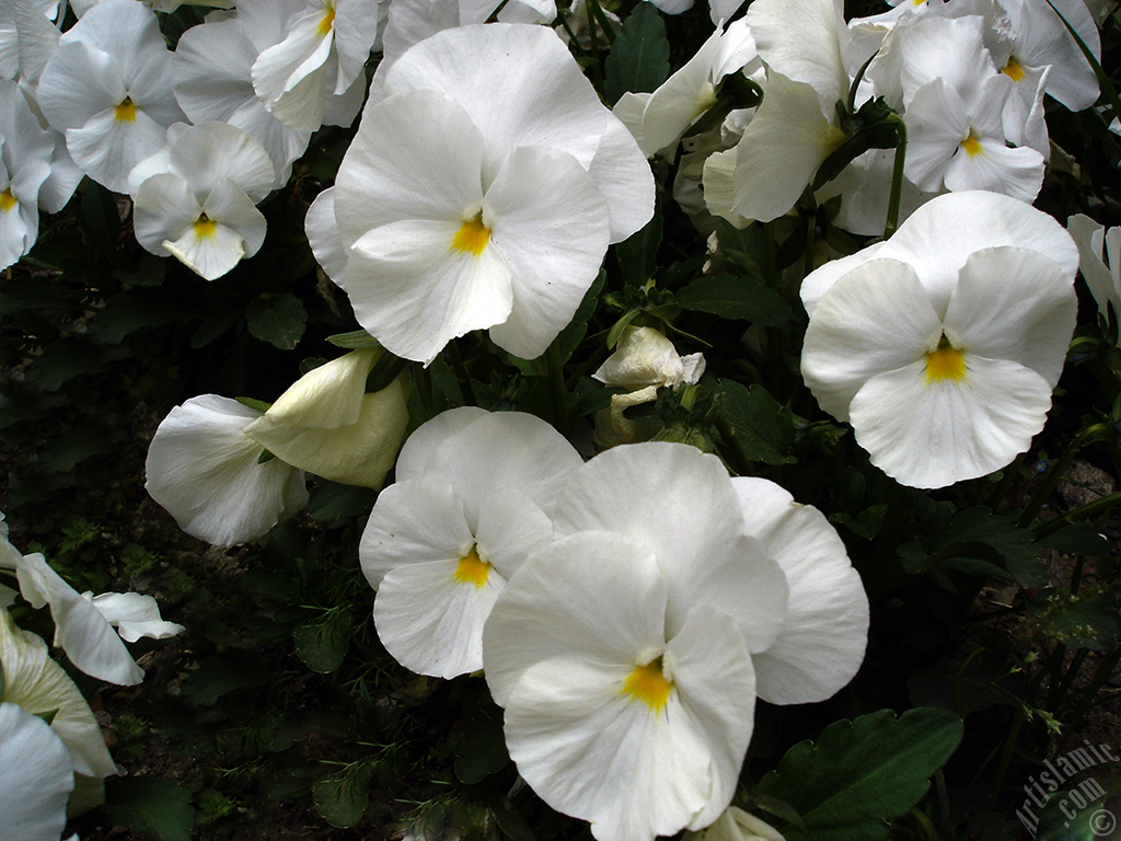 White color Viola Tricolor -Heartsease, Pansy, Multicoloured Violet, Johnny Jump Up- flower.
