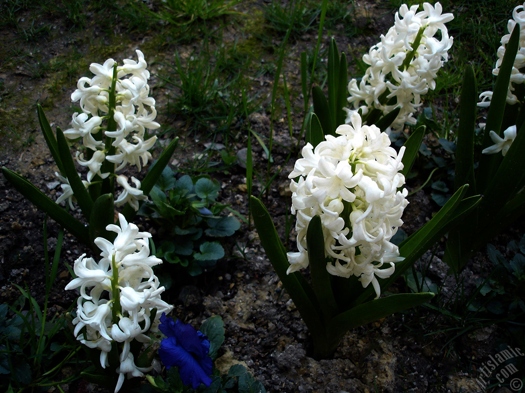 White color Hyacinth flower.
