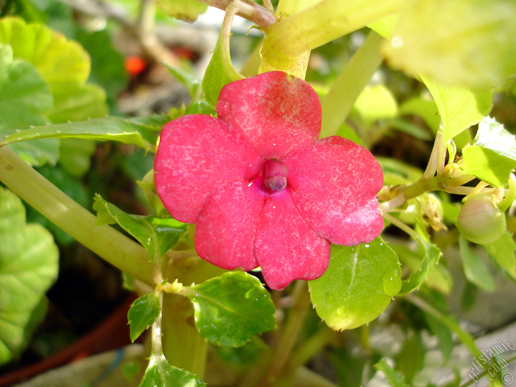 Garden Balsam, -Touch-me-not, Jewel Weed- flower.
