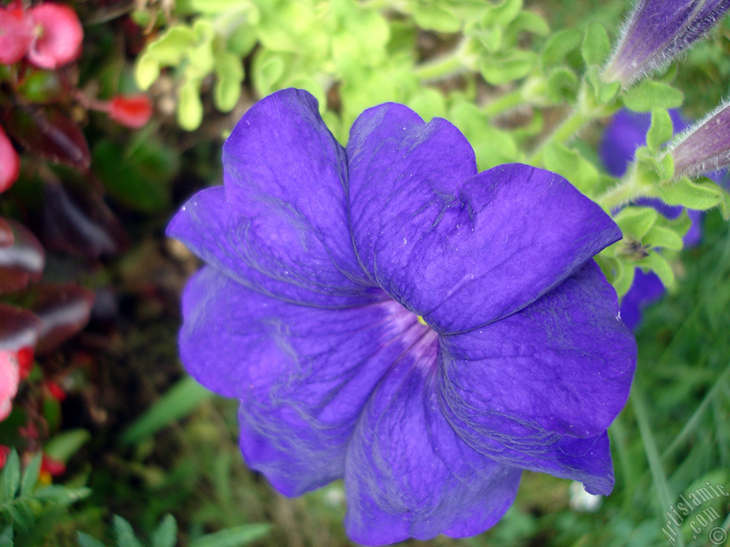 Purple Petunia flower.
