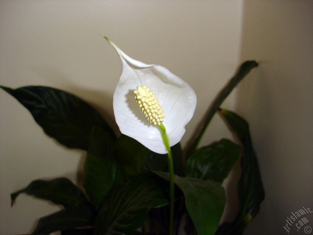 White color Peace Lily -Spath- flower.
