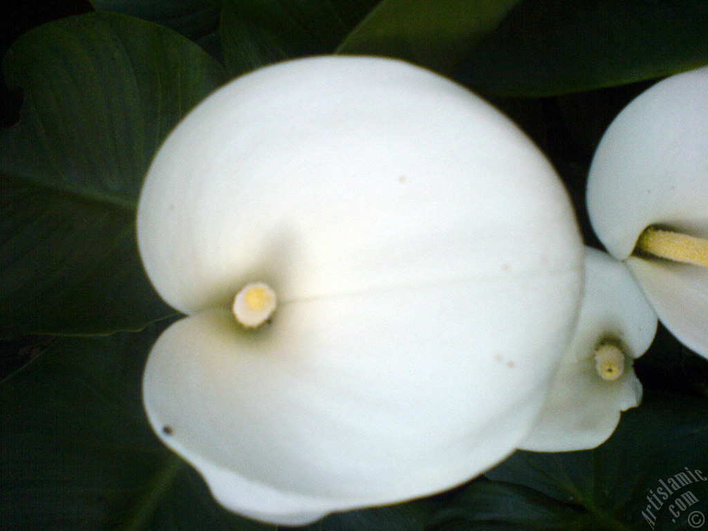 White color Arum Lily -Calla Lily- flower.
