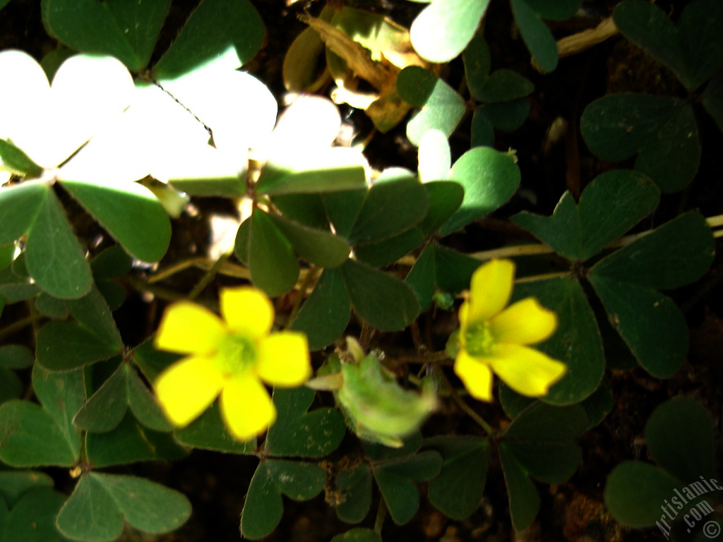 Shamrock -Wood Sorrel- flower.
