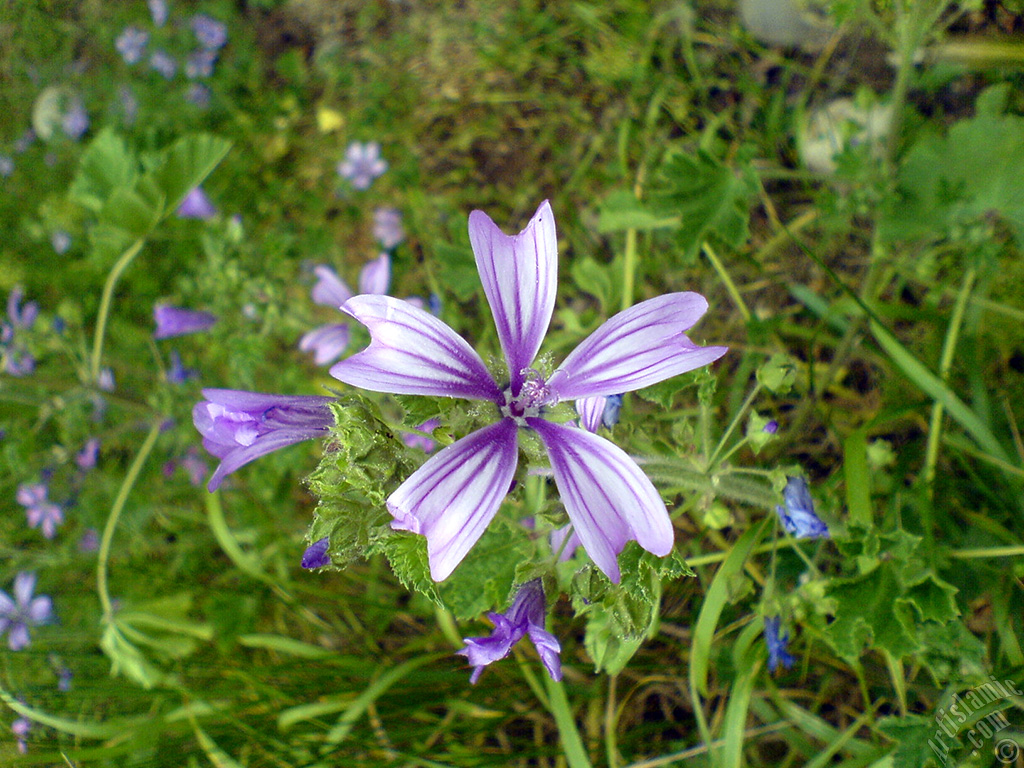 Purple color Erica flower.
