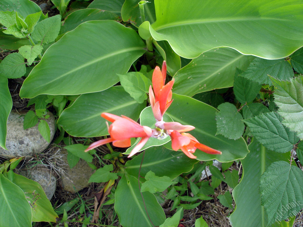 A picture of Pink Justicia plant.
