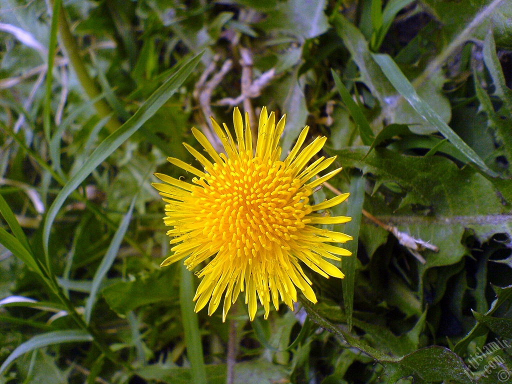 A yellow color flower from Asteraceae Family similar to yellow daisy.
