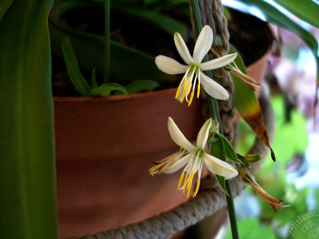 A plant with tiny white flowers looks like mini lilies.
