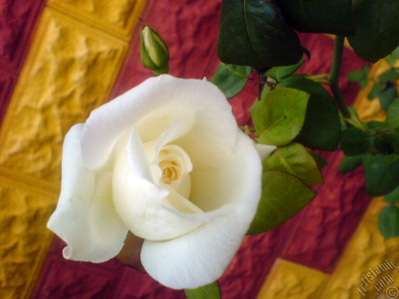 White rose photo.
