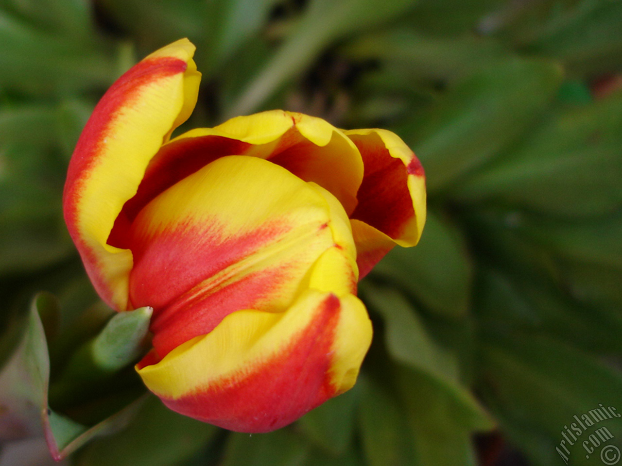 Red-yellow color Turkish-Ottoman Tulip photo.

