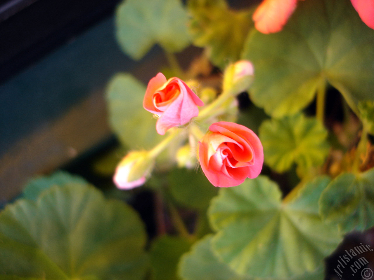 Newly coming out pink color Pelargonia -Geranium- flower.
