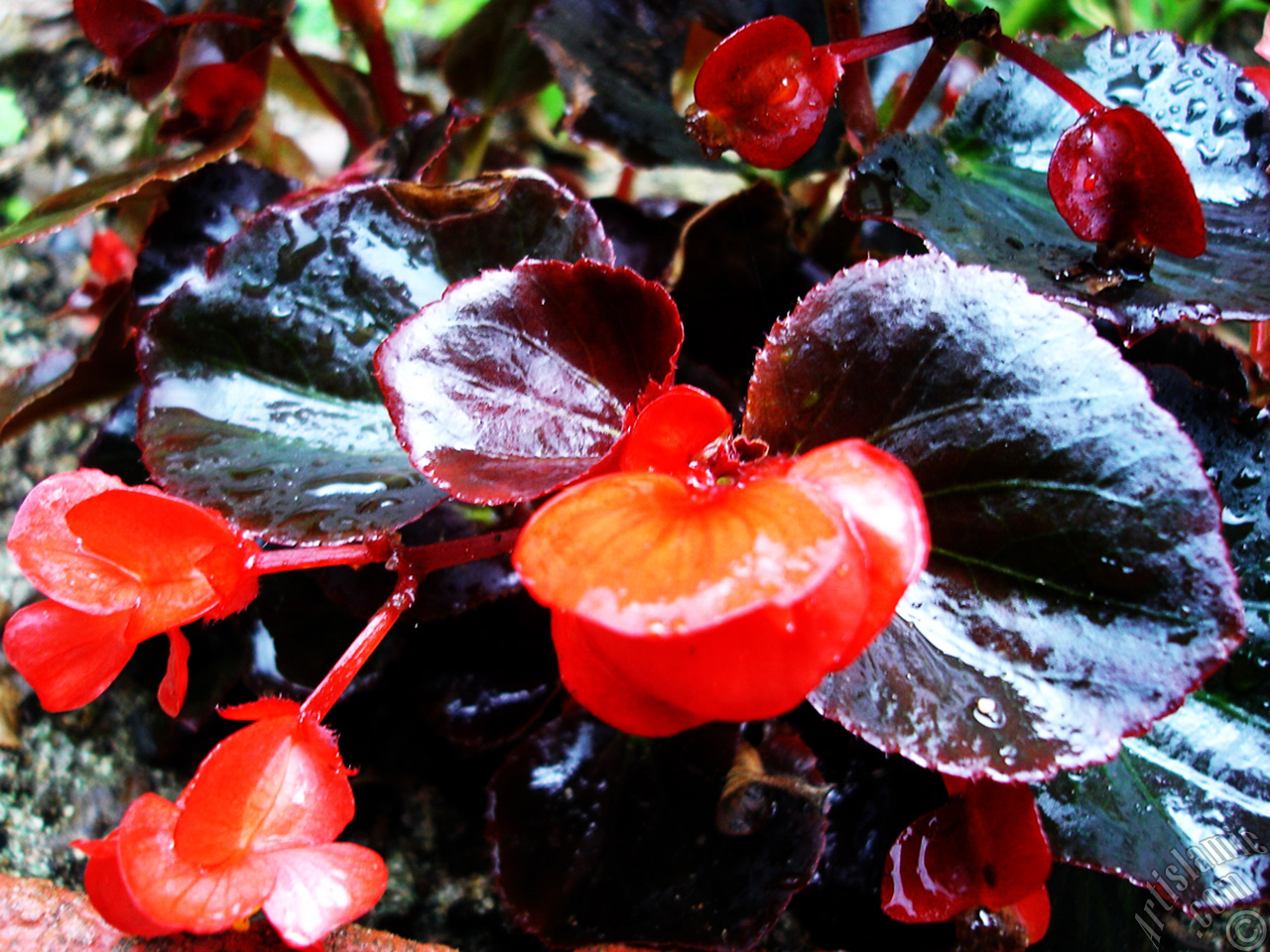 Wax Begonia -Bedding Begonia- with red flowers and brown leaves.
