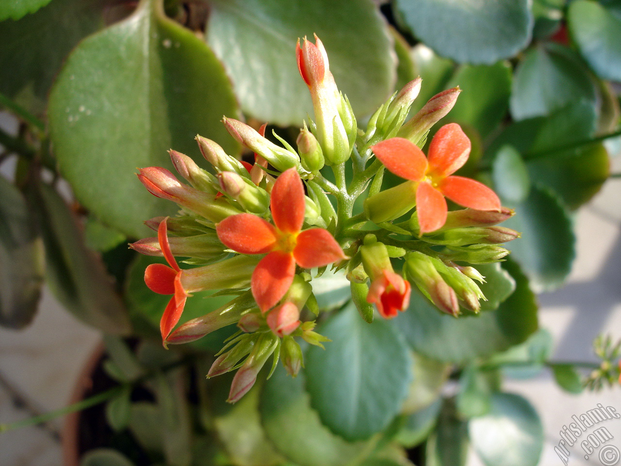 Kalano (Kalanchoe) bitkisinin ieinin resmi.
