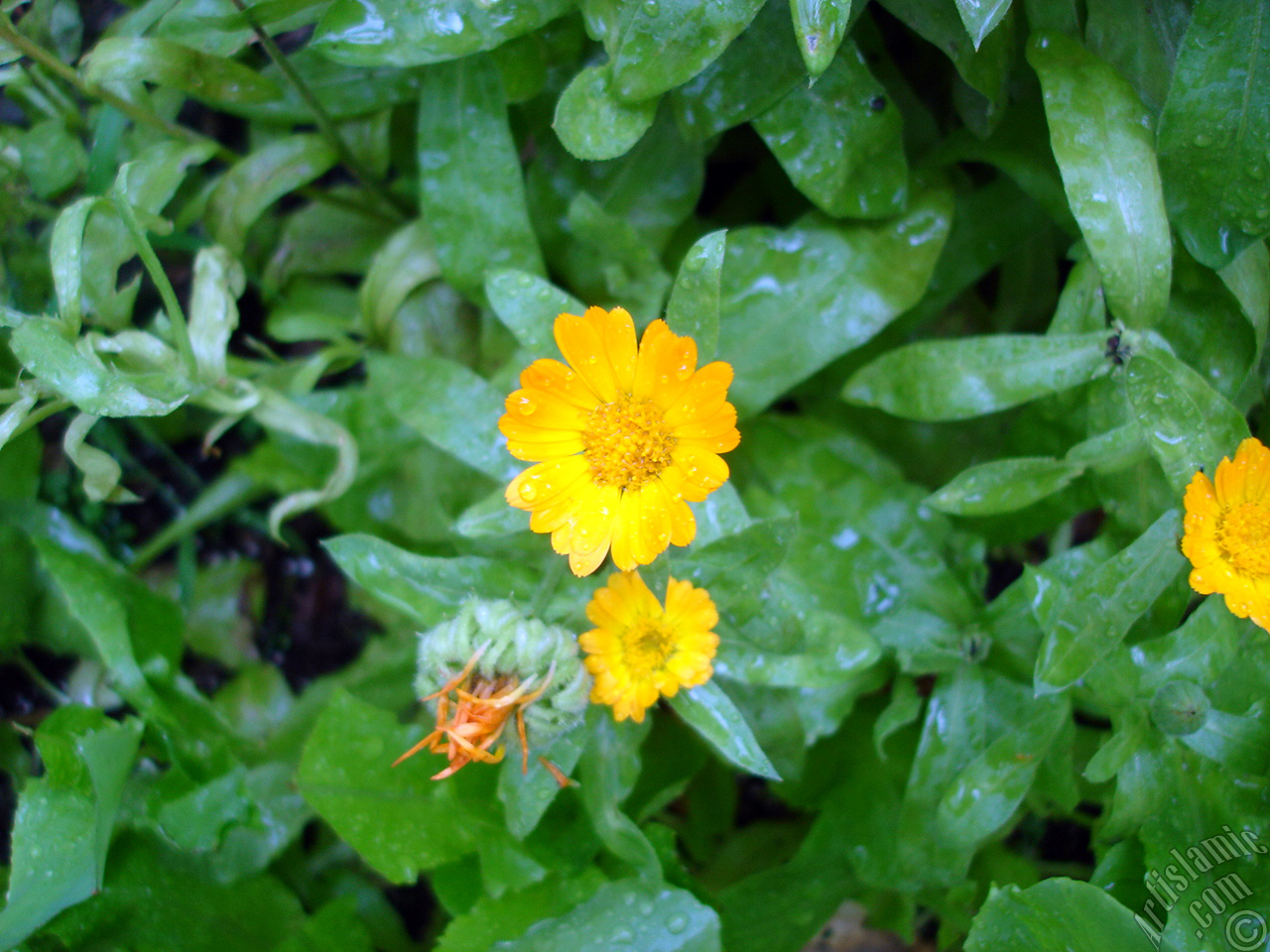 Dark orange color Pot Marigold -Scotch Marigold- flower which is similar to yellow daisy.

