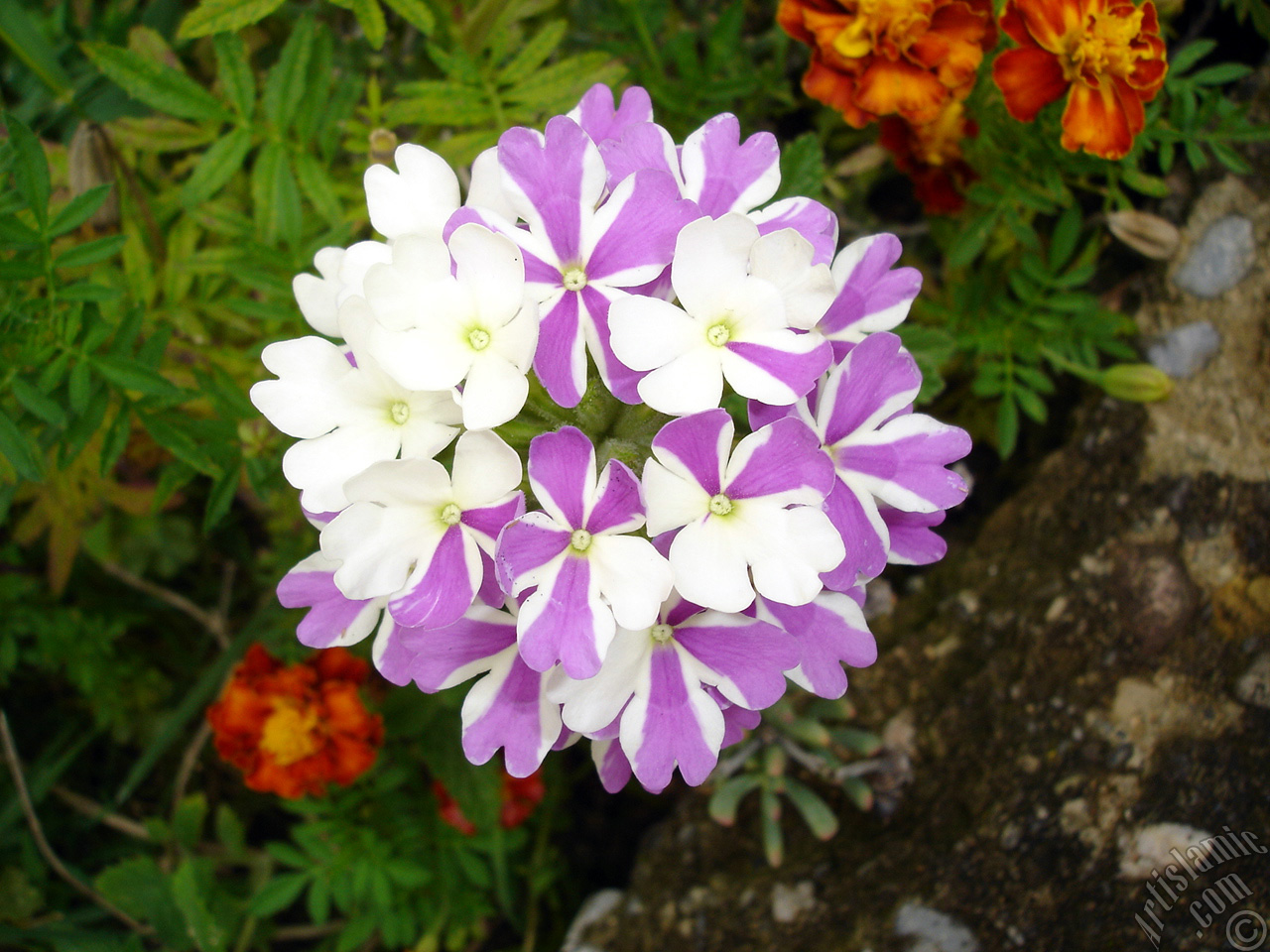 Verbena -Common Vervain- flower.
