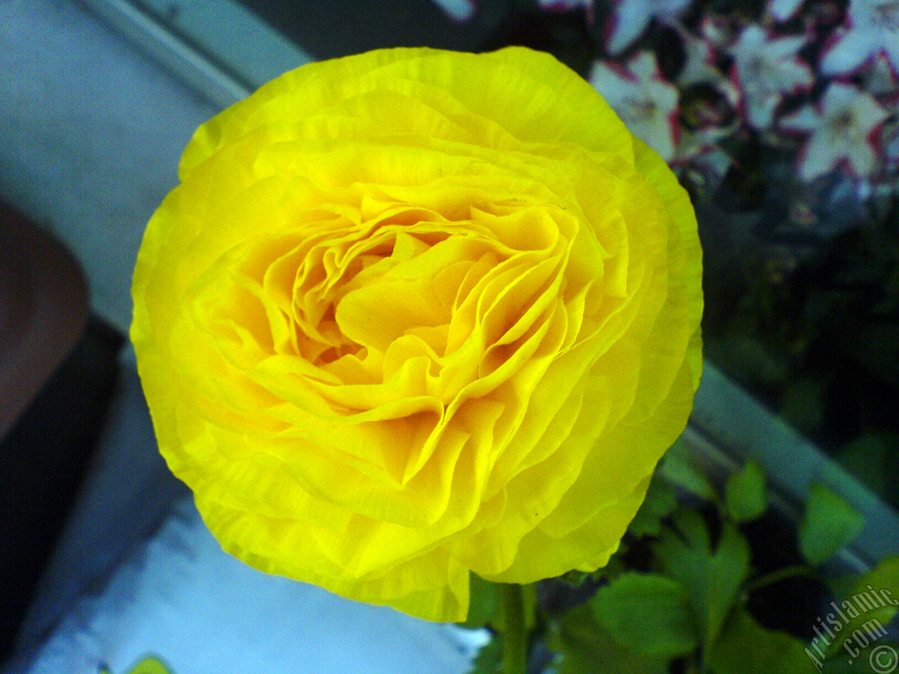 A yellow flower in the pot.
