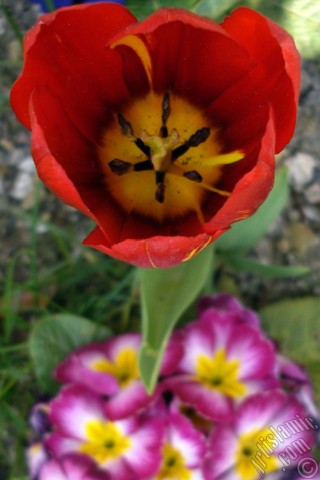 A mobile wallpaper and MMS picture for Apple iPhone 7s, 6s, 5s, 4s, Plus, iPods, iPads, New iPads, Samsung Galaxy S Series and Notes, Sony Ericsson Xperia, LG Mobile Phones, Tablets and Devices: Red Turkish-Ottoman Tulip photo.
