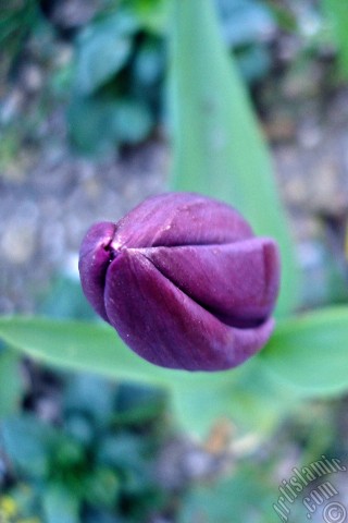 A mobile wallpaper and MMS picture for Apple iPhone 7s, 6s, 5s, 4s, Plus, iPods, iPads, New iPads, Samsung Galaxy S Series and Notes, Sony Ericsson Xperia, LG Mobile Phones, Tablets and Devices: Purple color Turkish-Ottoman Tulip photo.
