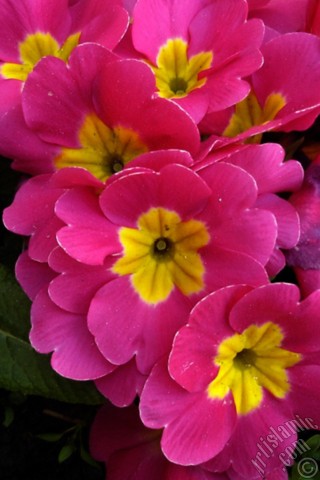 A mobile wallpaper and MMS picture for Apple iPhone 7s, 6s, 5s, 4s, Plus, iPods, iPads, New iPads, Samsung Galaxy S Series and Notes, Sony Ericsson Xperia, LG Mobile Phones, Tablets and Devices: A primrose flower photo.
