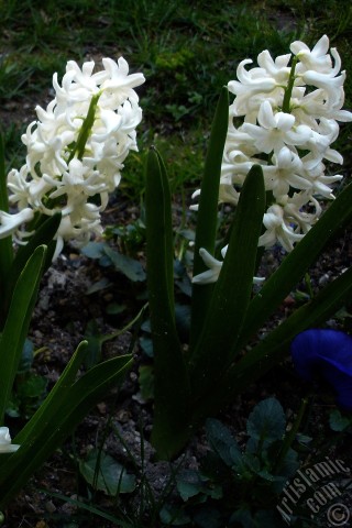 A mobile wallpaper and MMS picture for Apple iPhone 7s, 6s, 5s, 4s, Plus, iPods, iPads, New iPads, Samsung Galaxy S Series and Notes, Sony Ericsson Xperia, LG Mobile Phones, Tablets and Devices: White color Hyacinth flower.
