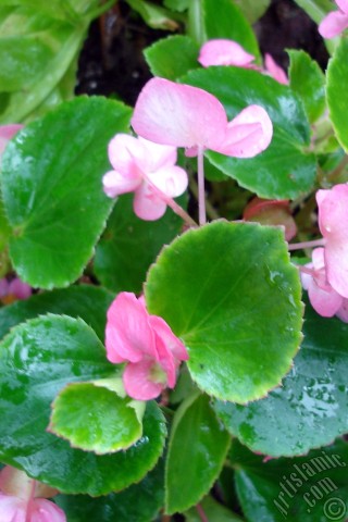 A mobile wallpaper and MMS picture for Apple iPhone 7s, 6s, 5s, 4s, Plus, iPods, iPads, New iPads, Samsung Galaxy S Series and Notes, Sony Ericsson Xperia, LG Mobile Phones, Tablets and Devices: Wax Begonia -Bedding Begonia- with pink flowers and green leaves.
