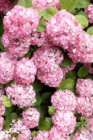A mobile wallpaper and MMS picture for Apple iPhone 7s, 6s, 5s, 4s, Plus, iPods, iPads, New iPads, Samsung Galaxy S Series and Notes, Sony Ericsson Xperia, LG Mobile Phones, Tablets and Devices: Pink Hydrangea -Hortensia- flower.
