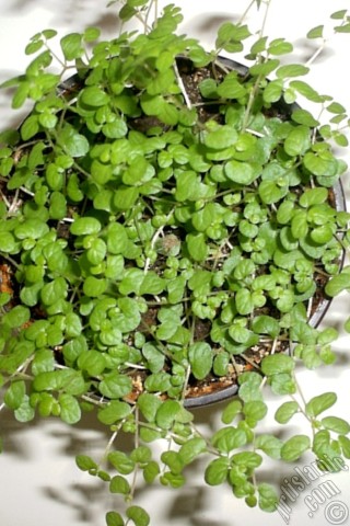 A mobile wallpaper and MMS picture for Apple iPhone 7s, 6s, 5s, 4s, Plus, iPods, iPads, New iPads, Samsung Galaxy S Series and Notes, Sony Ericsson Xperia, LG Mobile Phones, Tablets and Devices: Maidenhair Vine plant.
