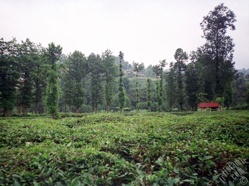 Trabzon`a bağlı Of ilçemizden bir köy manzarası.
