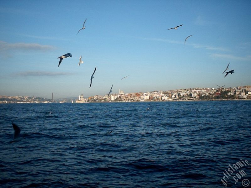 Sarayburnu açıklarından Boğaz Köprüsü, Üsküdar, Kız Kulesi ve martılar.
