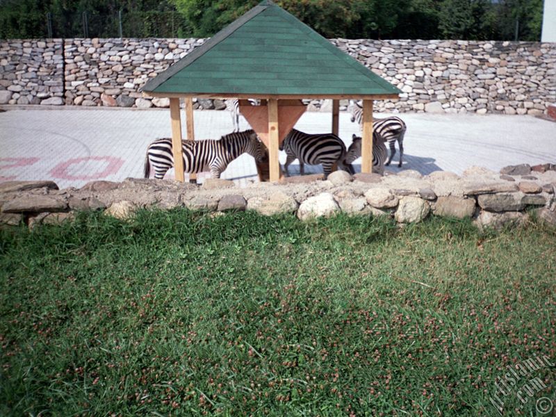 View of Bursa city`s zoo in Turkey.
