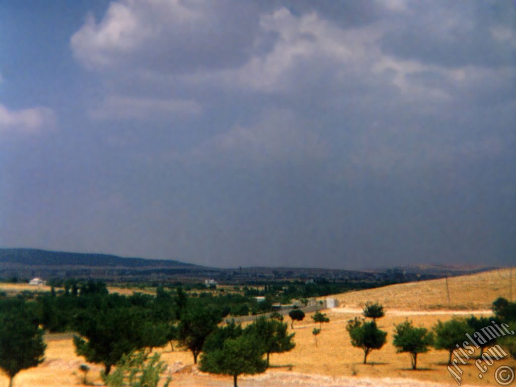 View of olive and pistachio trees in Gaziantep city of Turkey.

