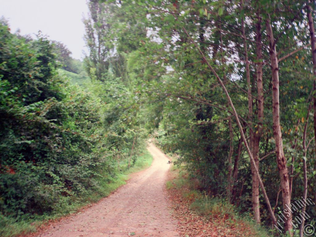 View of village from `OF district` in Trabzon city of Turkey.
