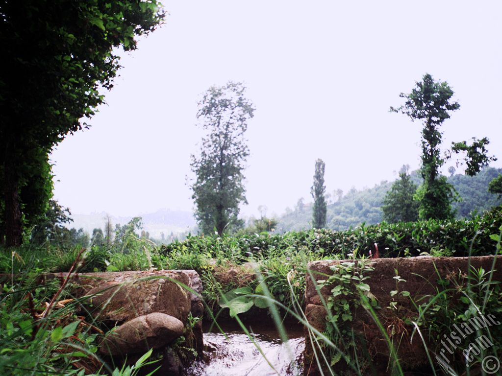 View of village from `OF district` in Trabzon city of Turkey.
