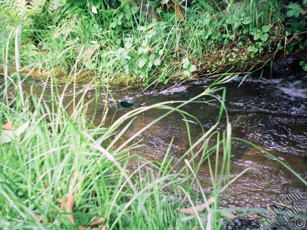 View of village from `OF district` in Trabzon city of Turkey.
