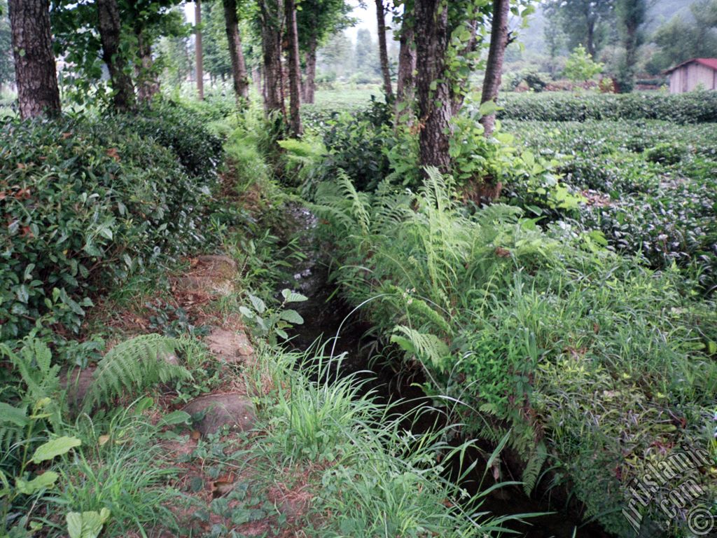 View of village from `OF district` in Trabzon city of Turkey.
