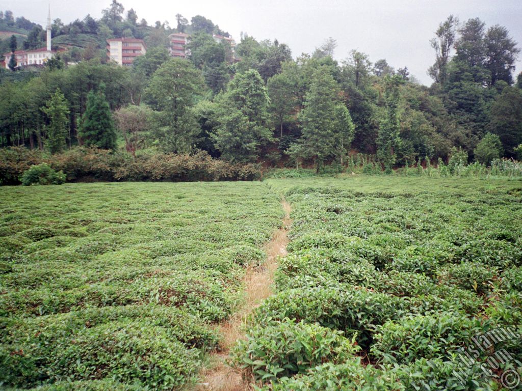 View of village from `OF district` in Trabzon city of Turkey.
