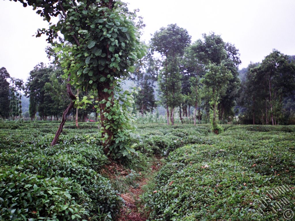 View of village from `OF district` in Trabzon city of Turkey.
