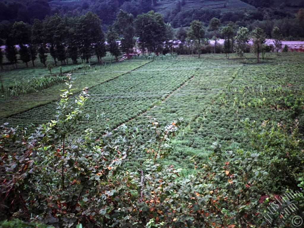 View of village from `OF district` in Trabzon city of Turkey.
