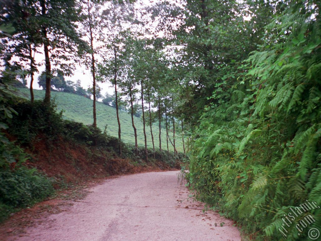 View of village from `OF district` in Trabzon city of Turkey.
