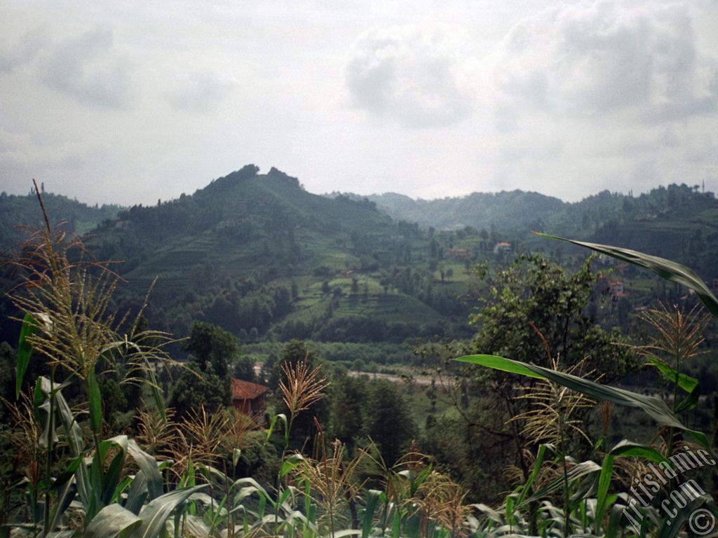 View of village from `OF district` in Trabzon city of Turkey.
