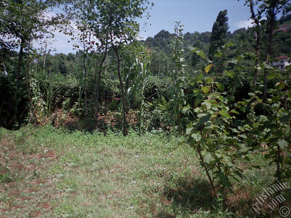 View of village from `OF district` in Trabzon city of Turkey.
