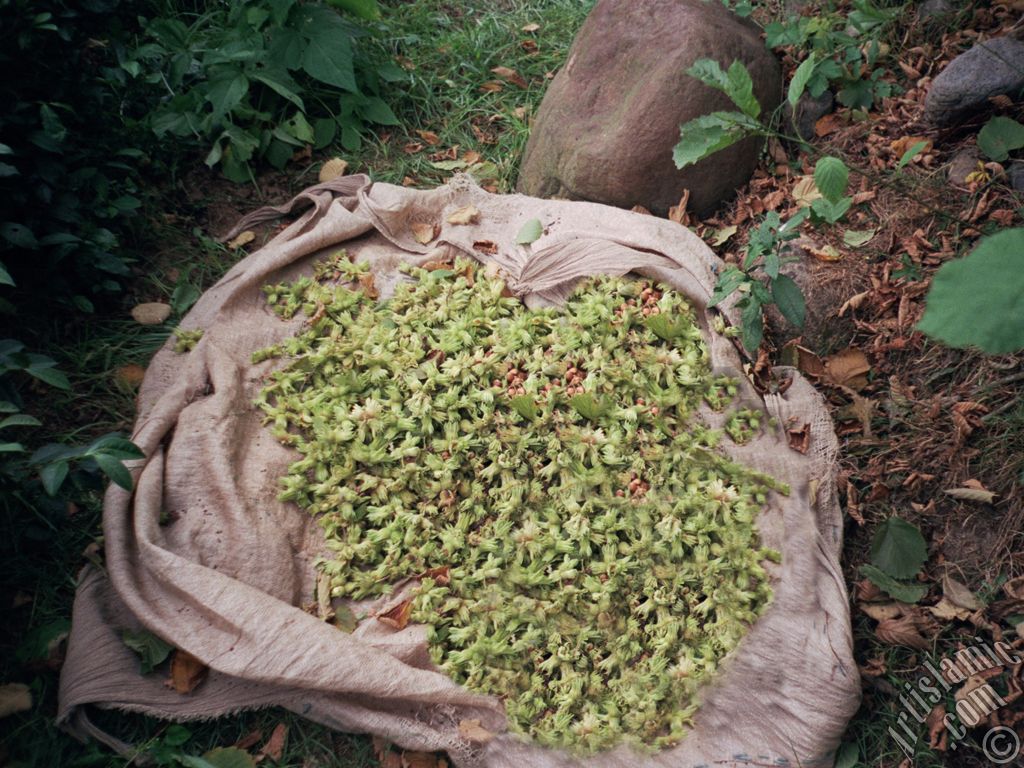 View of newly picked hazelnuts from the tree in a village of `OF district` in Trabzon city of Turkey.
