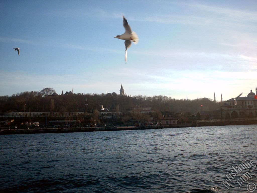 View of Sarayburnu coast, Topkapi Palace, Ayasofya Mosque (Hagia Sophia) and the sea gulls from the sea in Istanbul city of Turkey.
