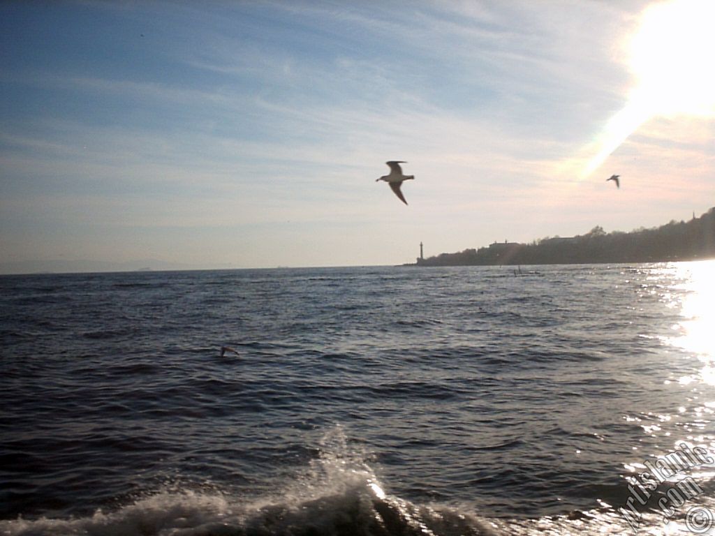 View of Sarayburnu coast, lighthouse and sea gulls from the Bosphorus in Istanbul city of Turkey.
