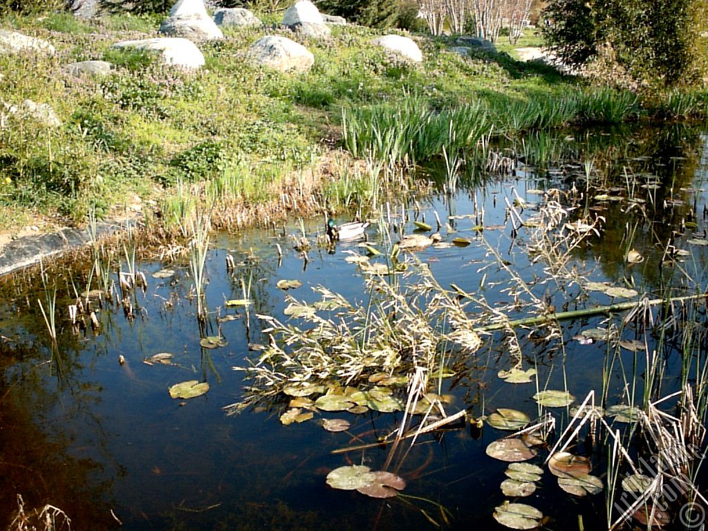 View of Botanical Park in Bursa city of Turkey.
