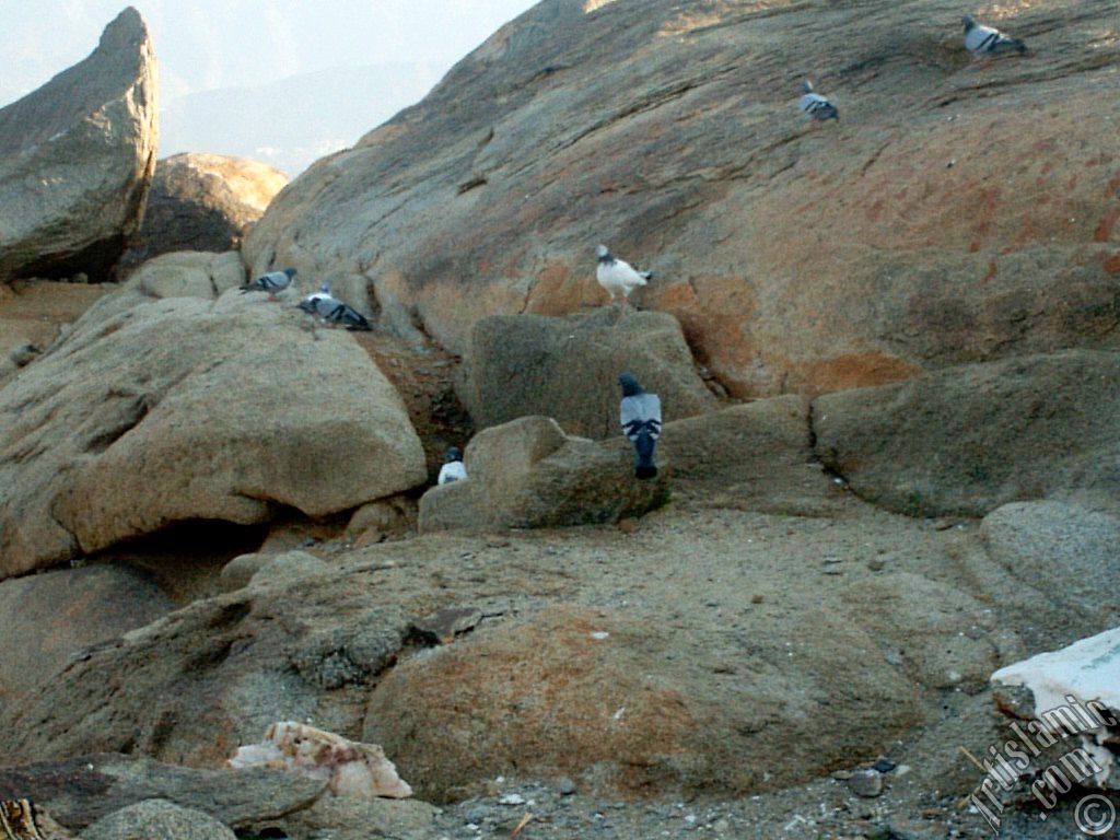 Rock doves seen nearby the Cave Savr while climbing to the Mount Savr in Mecca city of Saudi Arabia.
