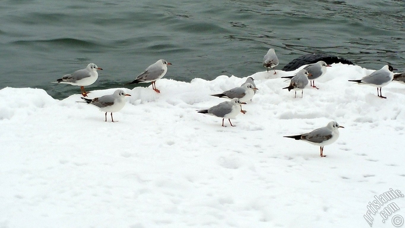 �zel �ekim kar ve k�� foto�raflar�m�z: �stanbul`un Fatih, Zeyrek, Per�embe Pazar�, Emin�n�, Karak�y, Cihangir, F�nd�kl� ve Kabata� Semtlerinden.
