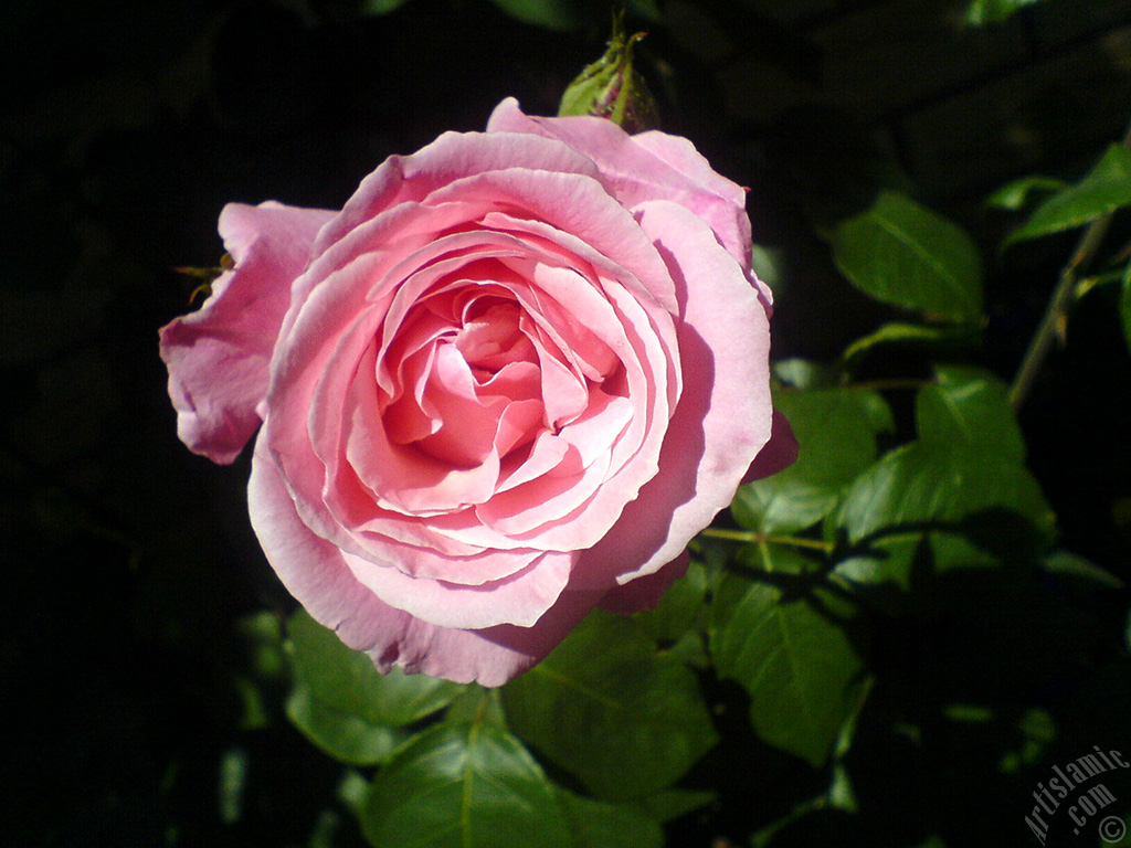 Pink rose photo.
