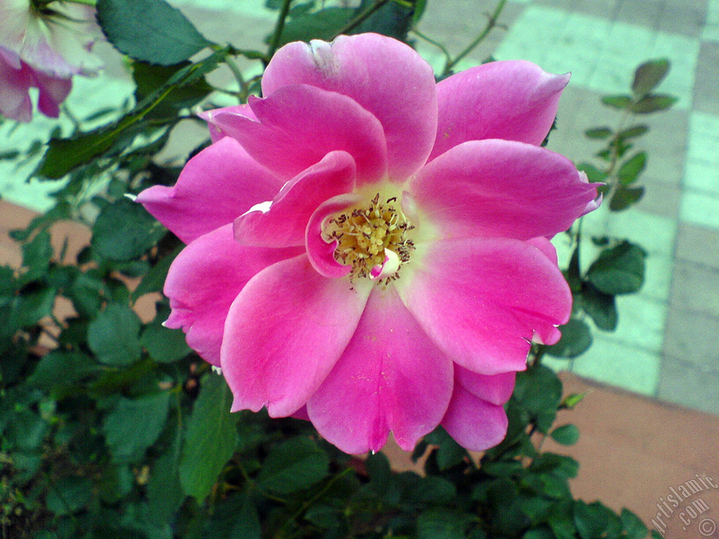 Pink rose photo.
